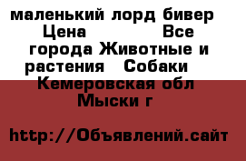 маленький лорд бивер › Цена ­ 10 000 - Все города Животные и растения » Собаки   . Кемеровская обл.,Мыски г.